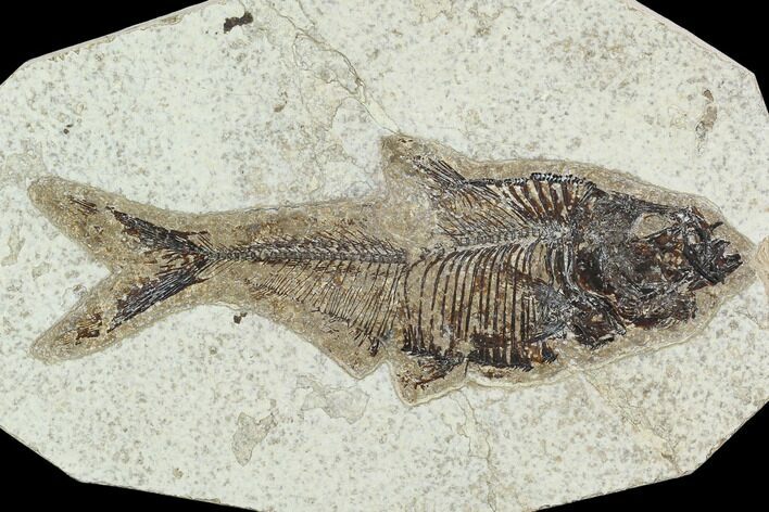Fossil Fish (Diplomystus) - Green River Formation #129563